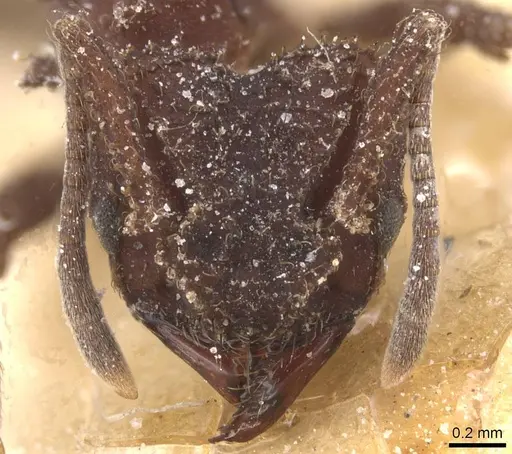 Mycetomoellerius pruinosus specimen