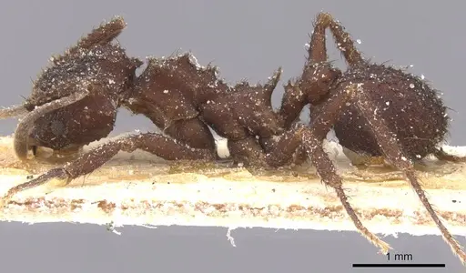 Mycetomoellerius pruinosus specimen