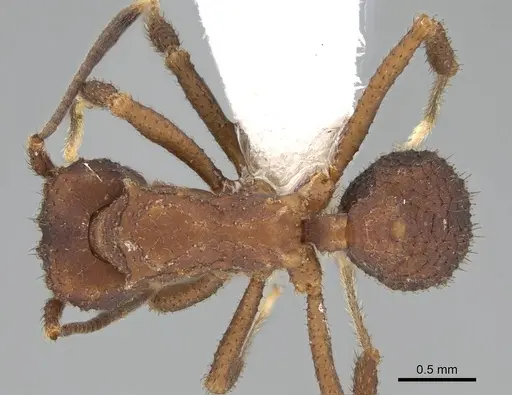 Mycetomoellerius pruinosus - CASENT0919972