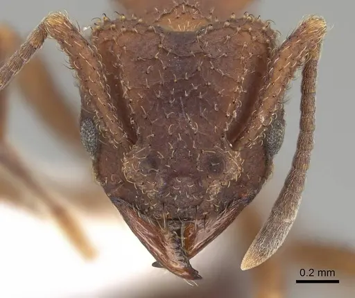 Mycetomoellerius pruinosus - CASENT0919972