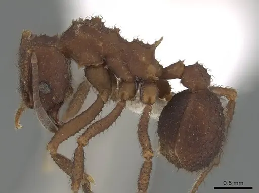 Mycetomoellerius pruinosus - CASENT0919972