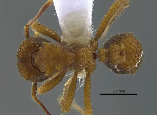 Mycetomoellerius pruinosus - CBUMAGENT41948