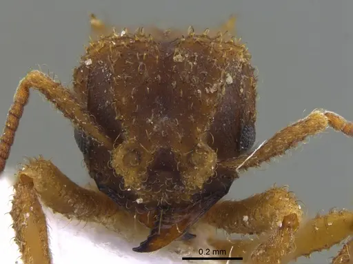 Mycetomoellerius pruinosus - CBUMAGENT41948