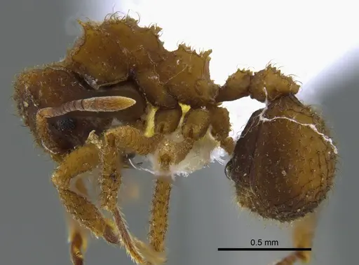 Mycetomoellerius pruinosus - CBUMAGENT41948