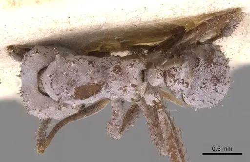 Mycetomoellerius pruinosus - USNMENT00445506