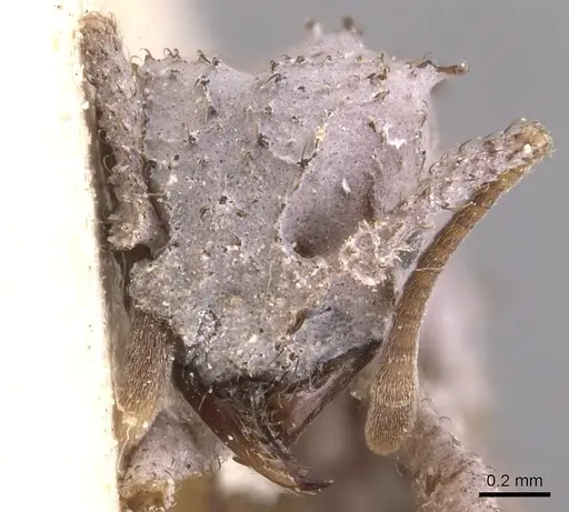 Mycetomoellerius pruinosus - USNMENT00445506