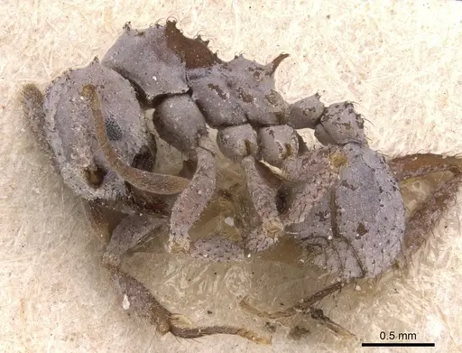 Mycetomoellerius pruinosus - USNMENT00445506