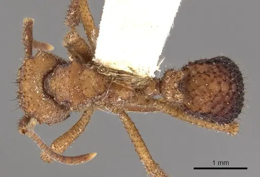 Mycetomoellerius ruthae specimen