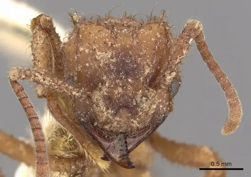 Mycetomoellerius ruthae specimen