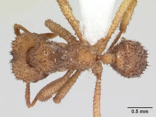Mycetomoellerius squamulifer specimen