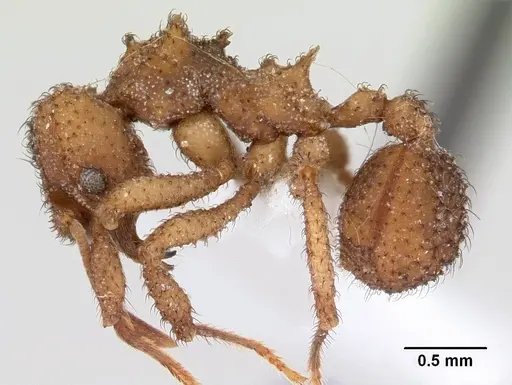 Mycetomoellerius squamulifer specimen