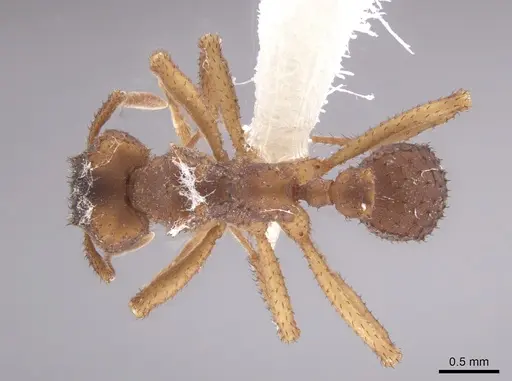 Mycetomoellerius squamulifer - CASENT0647035