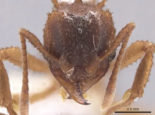 Mycetomoellerius squamulifer - CASENT0647035