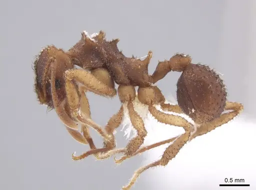 Mycetomoellerius squamulifer - CASENT0647035