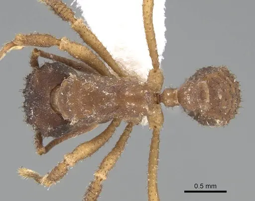 Mycetomoellerius squamulifer - CASENT0919973