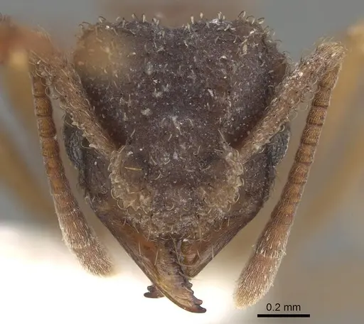 Mycetomoellerius squamulifer - CASENT0919973