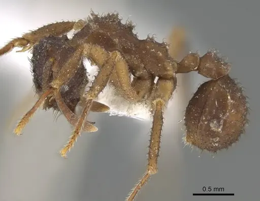 Mycetomoellerius squamulifer - CASENT0919973