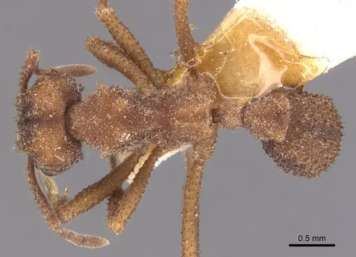 Mycetomoellerius squamulifer - USNMENT00445507