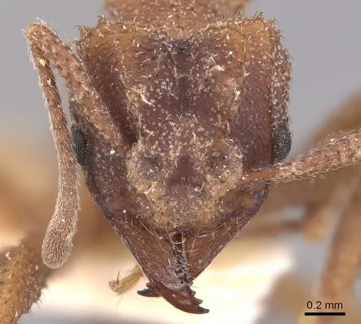 Mycetomoellerius squamulifer - USNMENT00445507