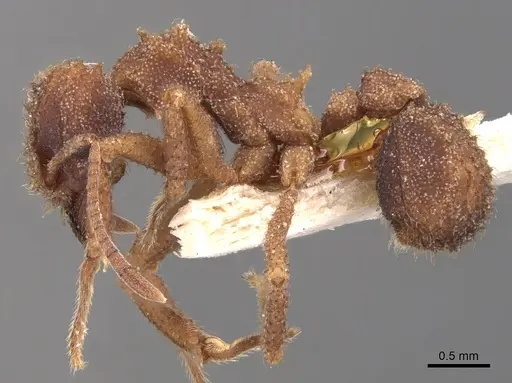 Mycetomoellerius squamulifer - USNMENT00445507