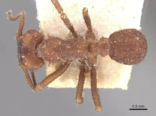 Mycetomoellerius tucumanus specimen