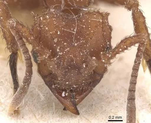 Mycetomoellerius tucumanus - CASENT0912527