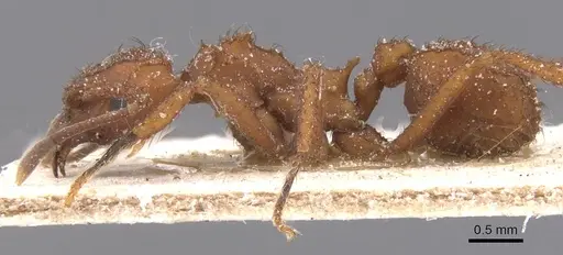 Mycetomoellerius tucumanus - CASENT0912527