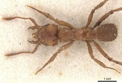 Mycetomoellerius tucumanus - CASENT0912528