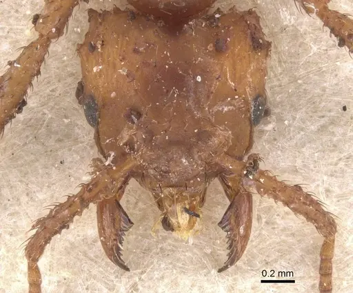 Mycetomoellerius tucumanus - CASENT0912528
