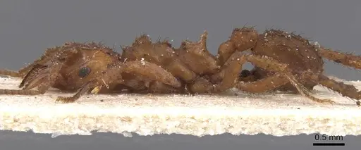 Mycetomoellerius tucumanus - CASENT0912528