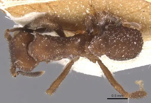 Mycetomoellerius tucumanus - CASENT0912529