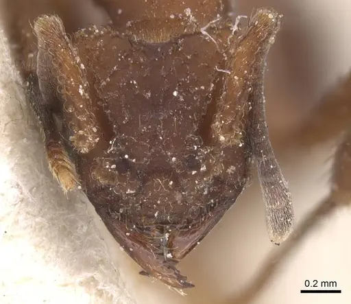 Mycetomoellerius tucumanus - CASENT0912529