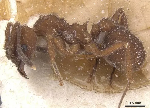 Mycetomoellerius tucumanus - CASENT0912529