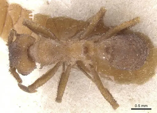 Mycetomoellerius tucumanus - CASENT0912530