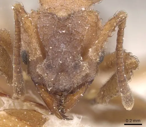 Mycetomoellerius tucumanus - CASENT0912530