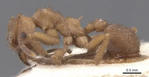 Mycetomoellerius tucumanus - CASENT0912530