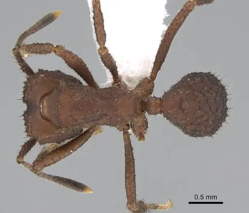 Mycetomoellerius tucumanus - CASENT0919979