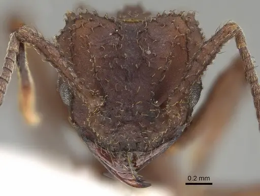 Mycetomoellerius tucumanus - CASENT0919979