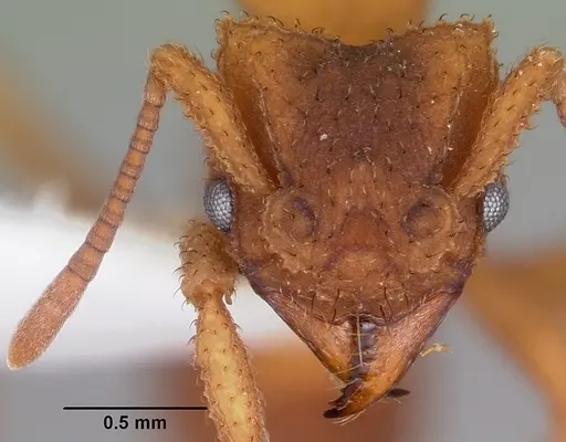 Mycetomoellerius turrifex specimen