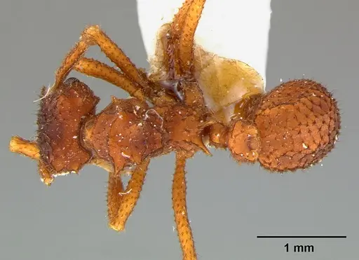 Mycetomoellerius turrifex - CASENT0105874