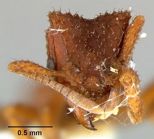 Mycetomoellerius turrifex - CASENT0105874