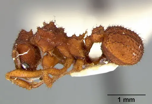 Mycetomoellerius turrifex - CASENT0105874