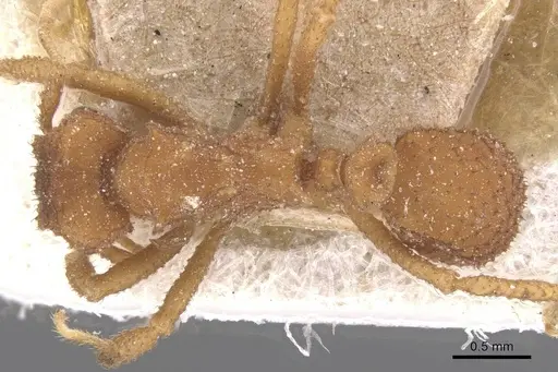 Mycetomoellerius turrifex - CASENT0912531