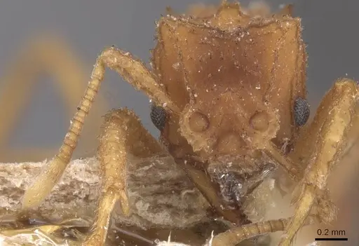 Mycetomoellerius turrifex - CASENT0912531