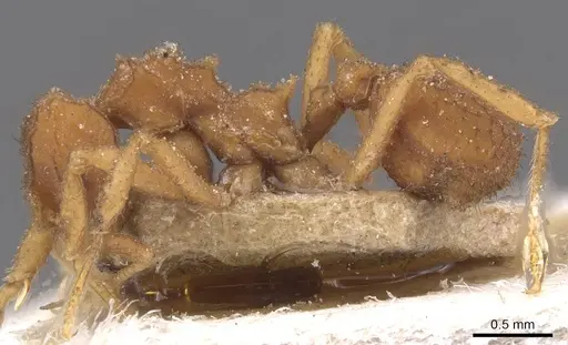 Mycetomoellerius turrifex - CASENT0912531