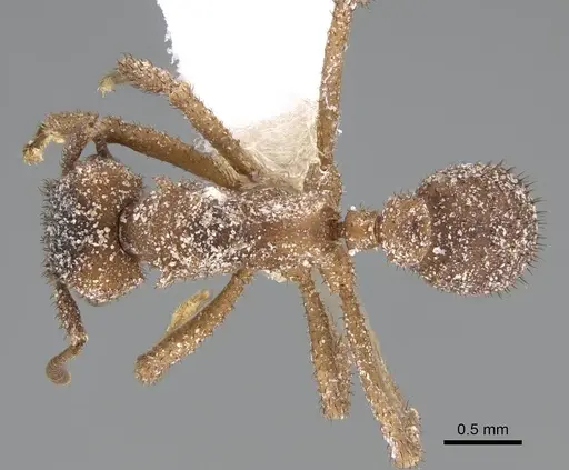 Mycetomoellerius turrifex - CASENT0919981