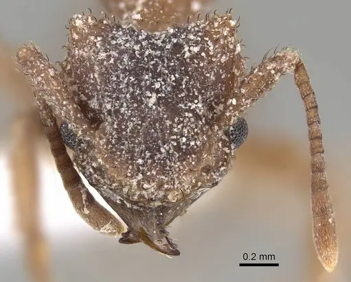 Mycetomoellerius turrifex - CASENT0919981