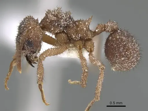 Mycetomoellerius turrifex - CASENT0919981