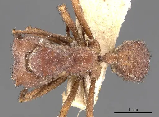 Mycetomoellerius zeteki specimen