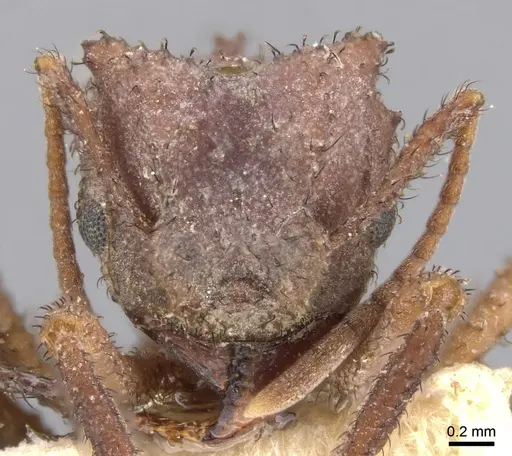 Mycetomoellerius zeteki specimen